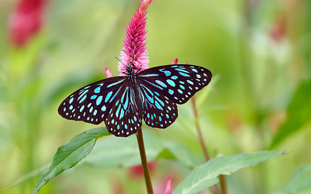 joyful transformation