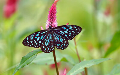 joyful transformation